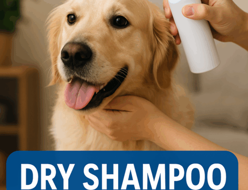 The Complete Guide to Dry Shampoo for Dogs